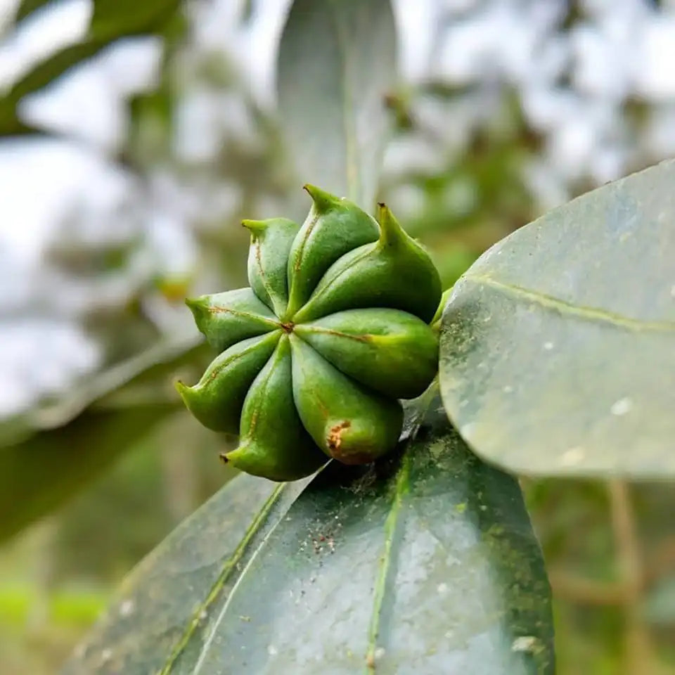 Smoked Star Anise