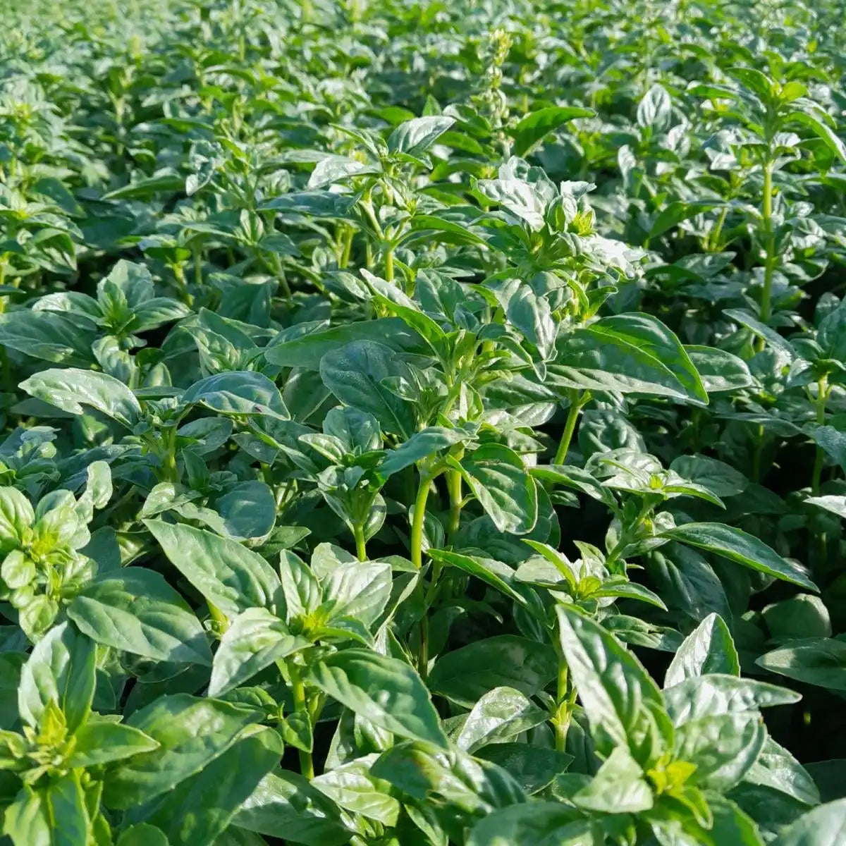 Provençal Basil