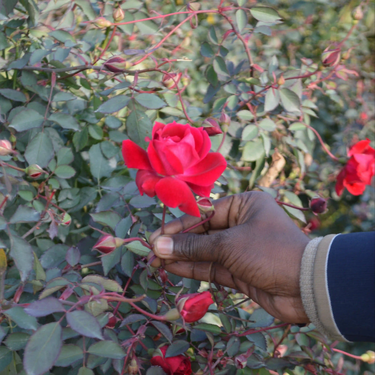Damask Rose Petals