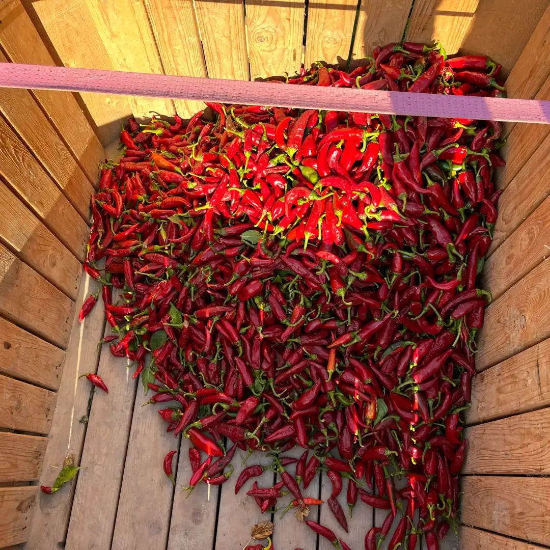 Szegedi 178 Hot Paprika