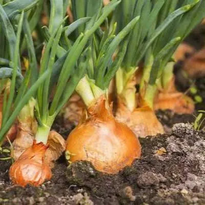 Minced Onion