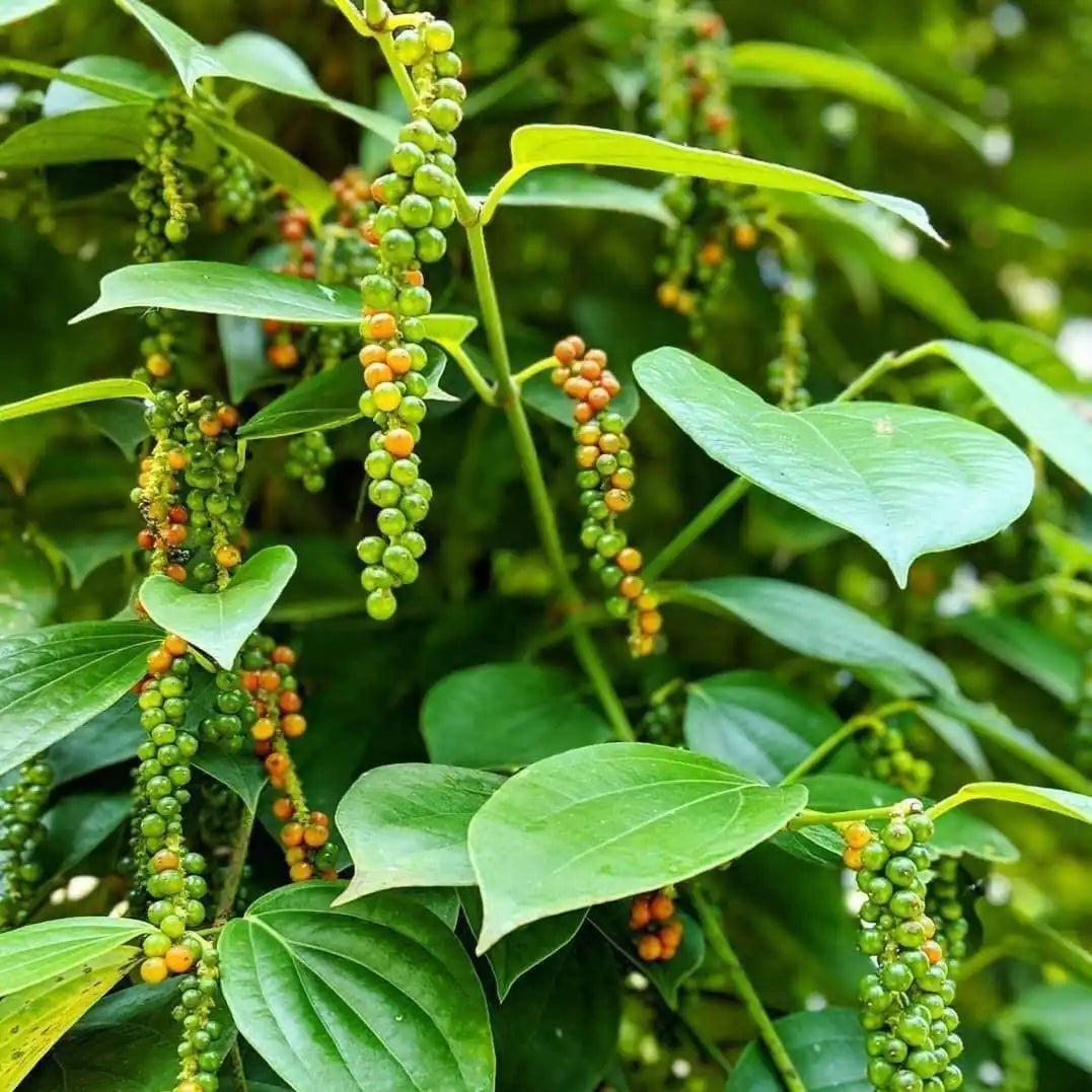 Robusta Black Peppercorns