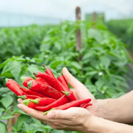 Gochugaru Chili Flakes