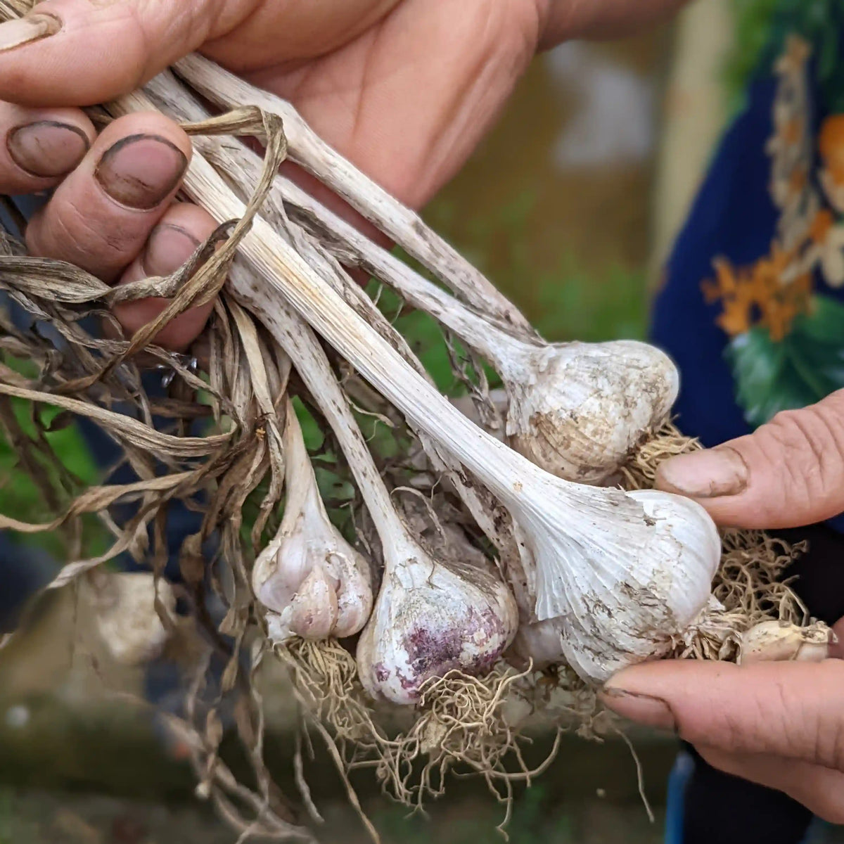 Granulated Garlic