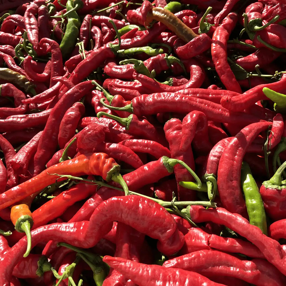 California Cayenne