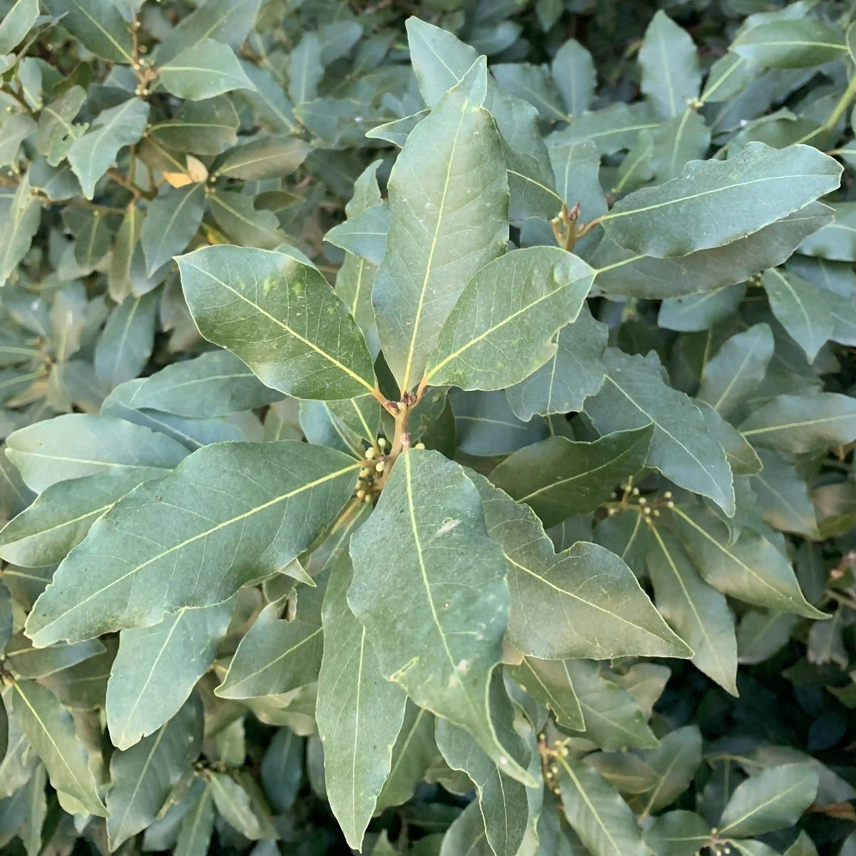 Ground Laurel Bay Leaves