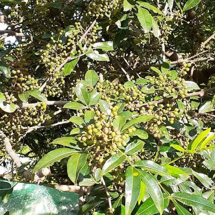 Wild Timur Peppercorns