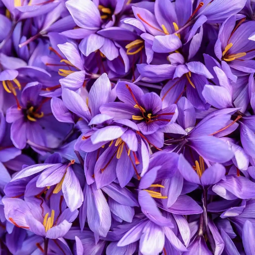 Herati Saffron
