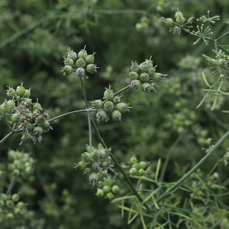 Red River Coriander