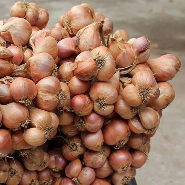 Purple Shallot Powder