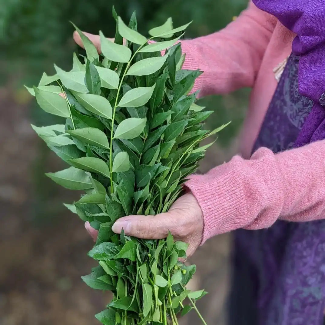 Prasad's Curry Leaf