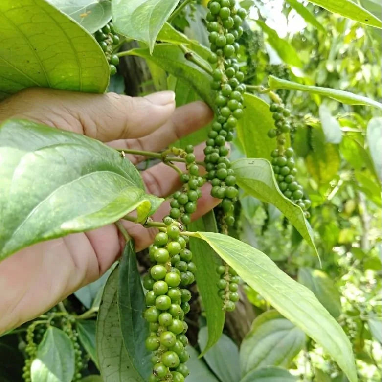 Fermented White Peppercorns